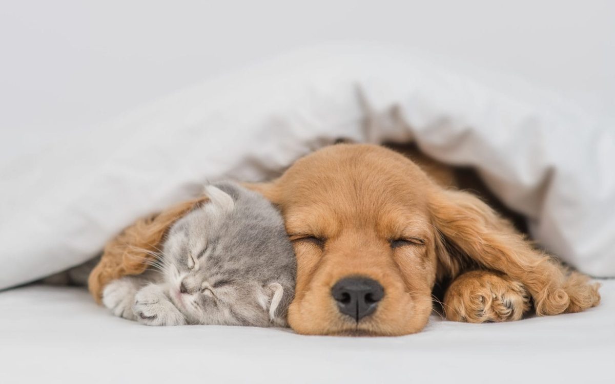 A dog and cat resting side by side on a living room rug, each facing a different direction