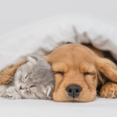 A dog and cat resting side by side on a living room rug, each facing a different direction
